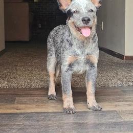 Australian Cattle Dog Puppies from TLC Cattle dogs