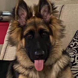 German Shepherds from AA+ German Shepherds