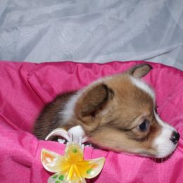 Girl 1 (lime collar) - Red female Pembroke Welsh Corgi puppy in Mountain View, Hawaii from Celtic Corgis