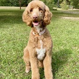 Rosie - Goldendoodle