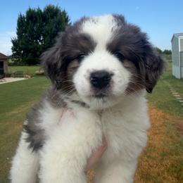 Alpha - Blue merle male Miniature Australian Shepherd puppy in Weatherford, Texas from F & T Aussies
