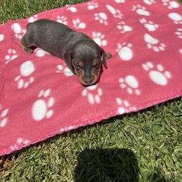 Dachshund Puppies from TLC Dachshund
