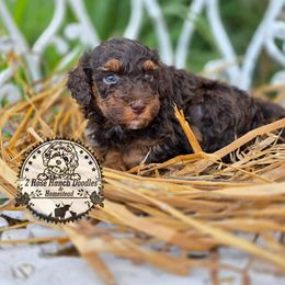 Chocolate phantom - Phantom male Bernedoodle puppy in Graham, Texas from 2 Rose Ranch Doodles