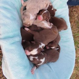 Australian Shepherd Puppies from Whippoorwill Aussies