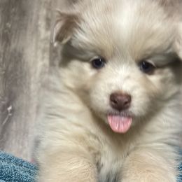 Pomsky Puppies from Pomskies 4 Dayz
