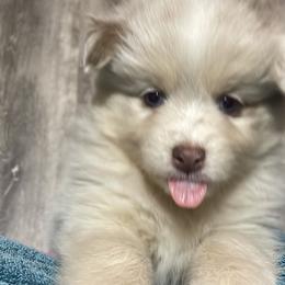 Pomsky Puppies from Pomskies 4 Dayz