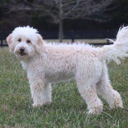 Abby - Labradoodle