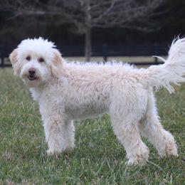 Abby - Labradoodle
