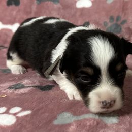 Addison - Black and tan female American Corgi puppy in Hico, Texas from Chisholm Trail Kennels