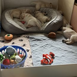 Labrador Retriever Puppies from Four Belles Labradors