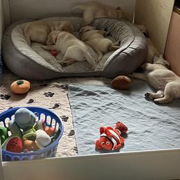 Labrador Retriever Puppies from Four Belles Labradors