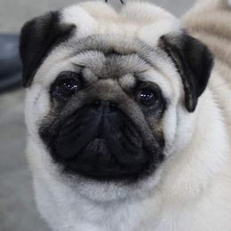 Pugs from Jaber's Pugs