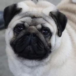 Pugs from Jaber's Pugs