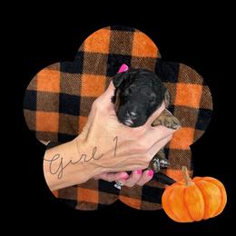 Girl 1 - Tri-color female Bernedoodle puppy in Paradise, Texas from Diamond Z Poodles & Doodles