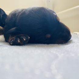 Doberman Pinscher Puppies from TeatreeDoberman