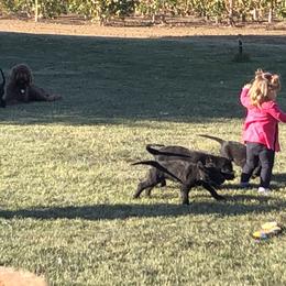 Assorted Doodle Crosses, Australian Labradoodle, Goldendoodle, and Newfoundland Puppies from Twin Sisters Doodles