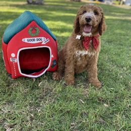 Goldendoodle Puppies from Dhalia’s Doodles