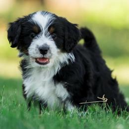 Wilson - male Australian Mountain Doodle puppy in Cortez, Colorado from Sassy Pants Pups