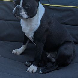 Boston Terrier puppies from Deja-Vu Bostons