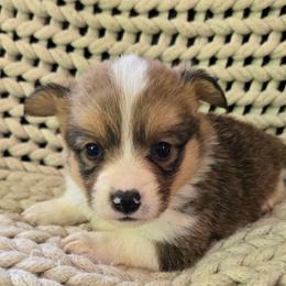 JM-4 - Sable male Pembroke Welsh Corgi puppy in Ely, Minnesota from RJ's Corgis