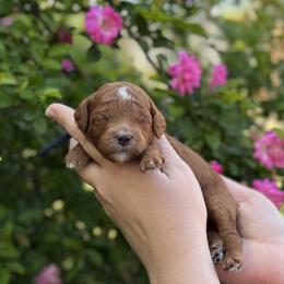 Baron - Red  male Goldendoodle puppy in Wharton, Texas from Little Fur Friends