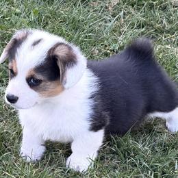 Ollie - Black and tan male Pembroke Welsh Corgi puppy in Hillsville, Virginia from Bonderosa Kennels