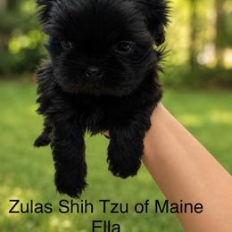 Girl 1 - Black female Shih Tzu puppy in Augusta, Maine from Zulas Shih Tzu of Maine