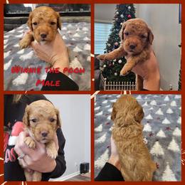 Winnie the Pooh - Red male Cockapoo puppy in Zanesville, Ohio from Oodles of Doodles & Poos