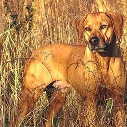 Rhodesian Ridgebacks from RoccRidge Hounds