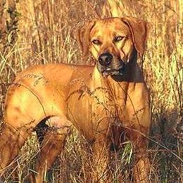 Rhodesian Ridgebacks from RoccRidge Hounds