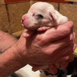 Boxer Puppies from Teressa's Boxers