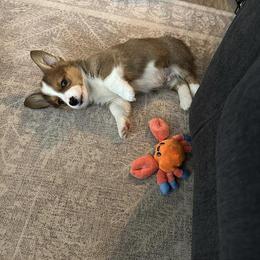Pembroke Welsh Corgi Puppies from McGovern Family Corgis