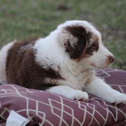 Annie - Red merle Miniature American Shepherd puppy in Lewistown, Ohio from Maple Lane Miniature American Shepherd