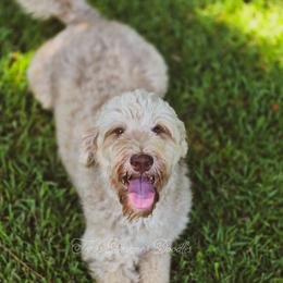 Rosa - Goldendoodle