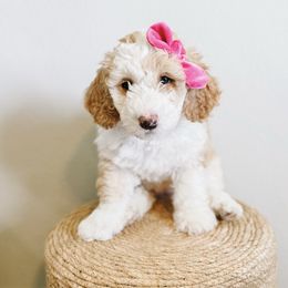 Snickers - Fawn and white female Sheepadoodle puppy in Republic, Missouri from DOOD & Co