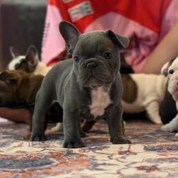Stitch - Blue male French Bulldog puppy in San Diego, California from California Dream Frenchies