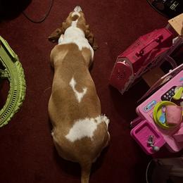 Daisy - Basset Hound