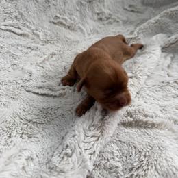 Chestnut - Ruby male Cavalier King Charles Spaniel puppy in Melrose, Florida from Magnolia Hill Cavaliers and Doxies