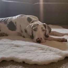 Great Danes from Wild Things