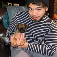 Brussels Griffon All Grown Up from Lavish Griffons