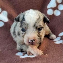 Rex - Blue merle male Miniature Australian Shepherd puppy in Stuart, Iowa from Arbor Hill Aussies