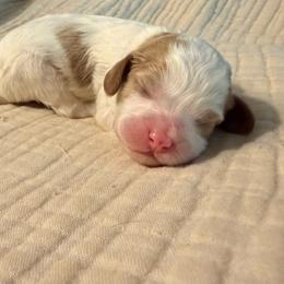Cookie (Pink collar) - Blenheim female Cavapoo puppy in Acworth, Georgia from Cumberland Cavaliers