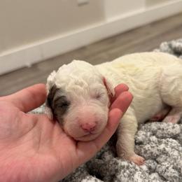 Yellow - Merle female Sheepadoodle puppy in Fayette, Alabama from Luxapallila Sheepadoodles