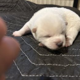 Rosemary - Cream female Shiba Inu puppy in Florence, Oregon from Sunbeam Shiba Inus