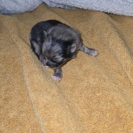Peppermint - Blue merle female Pomeranian puppy in Angleton, Texas from Pomeranian Palace, LLC