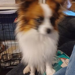 Papillons from Hubbards Papillion Paradise
