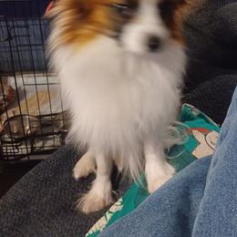 Papillons from Hubbards Papillion Paradise