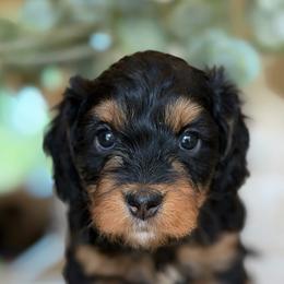 Duckey girl - female Bernedoodle puppy in Yuciapa, California from AlltheDoodlez_