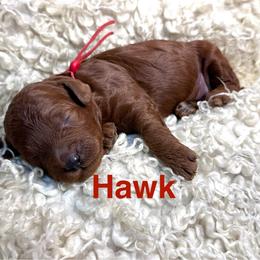 Hawk - Red male Cavapoo puppy in Chelan, Washington from North Cascades Doodles