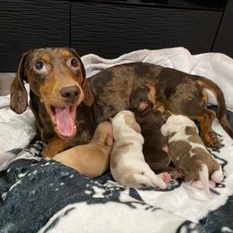 Dachshund Puppies from JnA Dachshunds